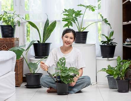 Top 10 Indoor Plants to Brighten Your Home