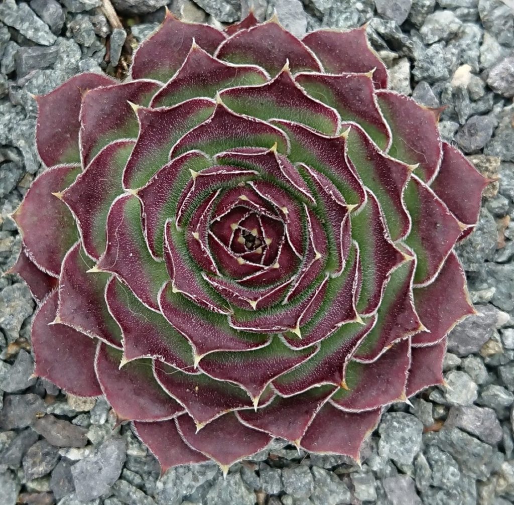 jovibarba heuffelii beata rosette samtig grün rot