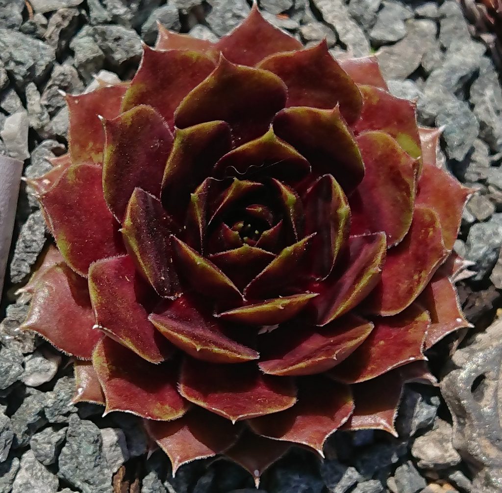 sempervivum rosette madaira rot