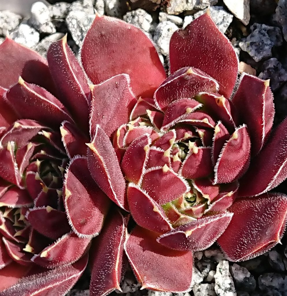 jovibarba rocket raccoon leuchtend rot im mai