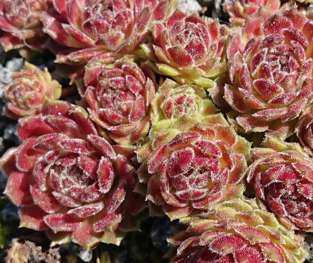 sempervivum rosetten der sorte suite minuet