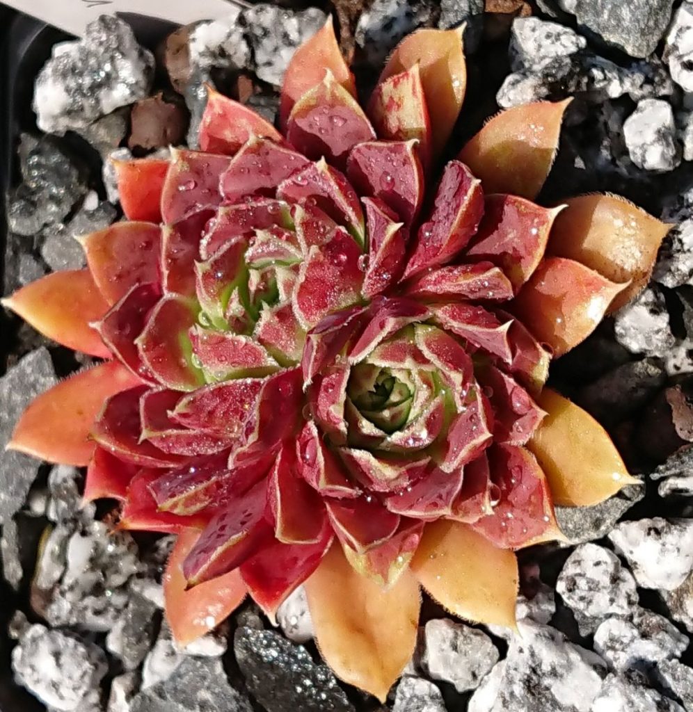 jovibarbar heuffelii sorte xylophon rot orange