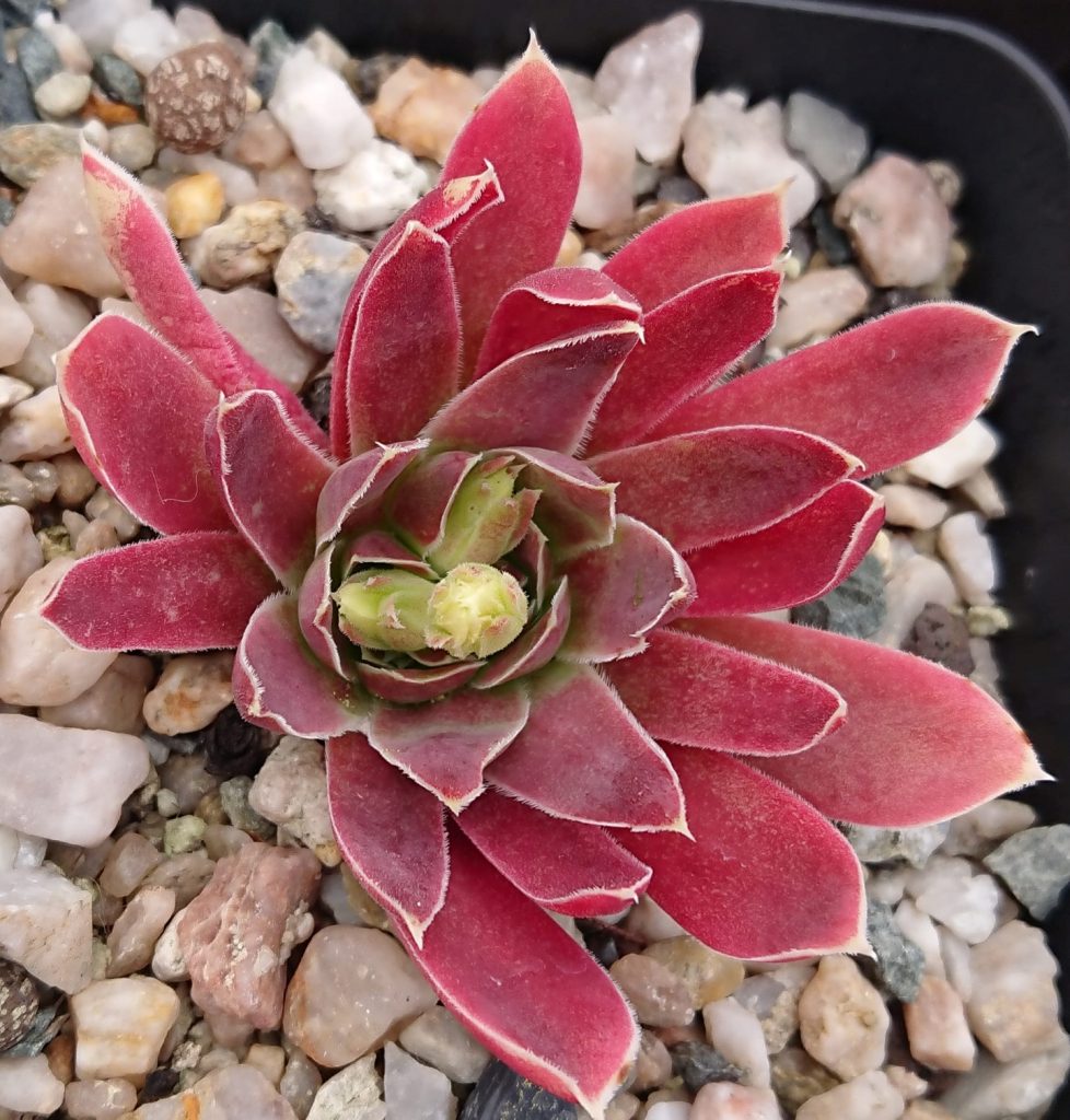 jovibarba achnaton rosette rosa