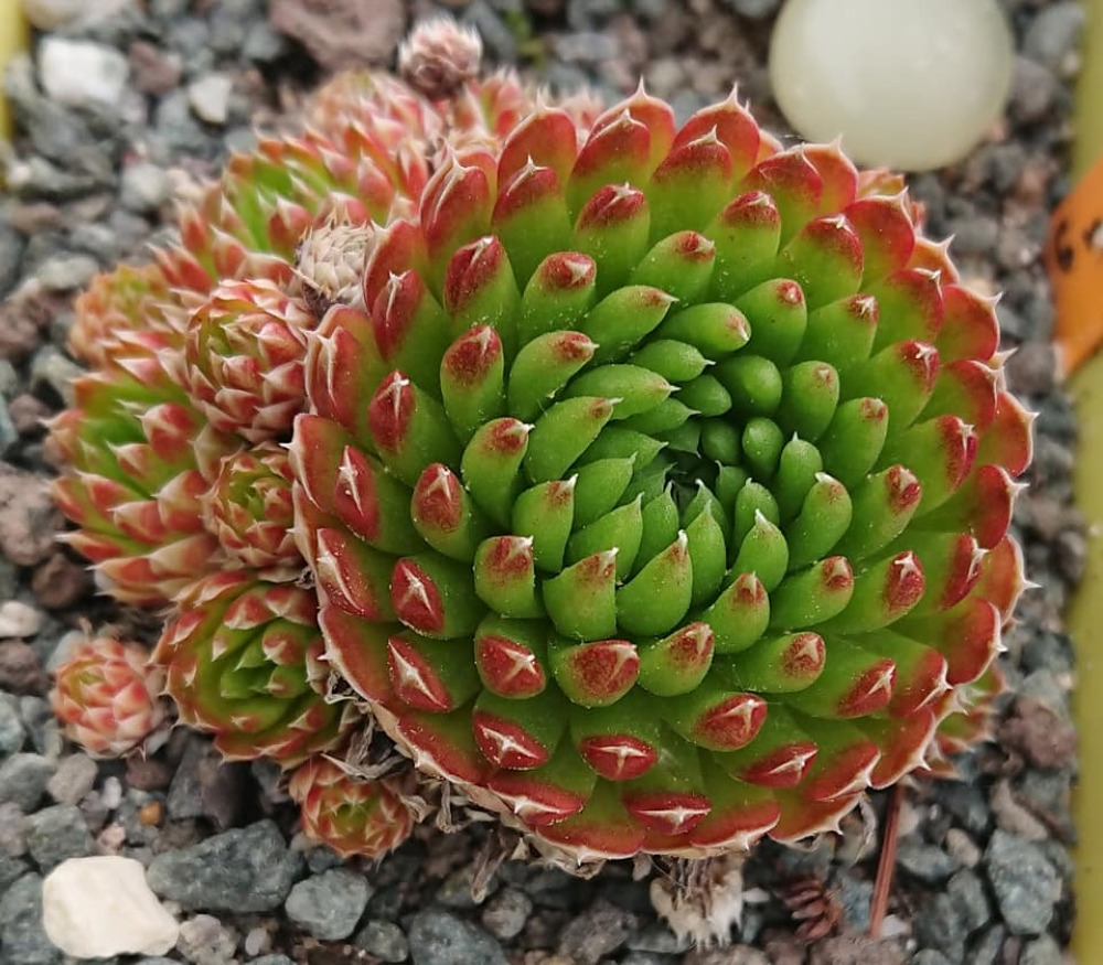 orostachys bongela rosetten