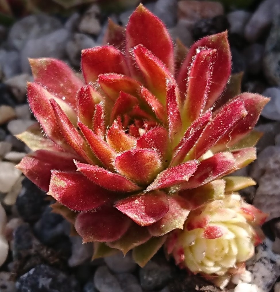 sempervivum citrus sunrise mit albino rosette