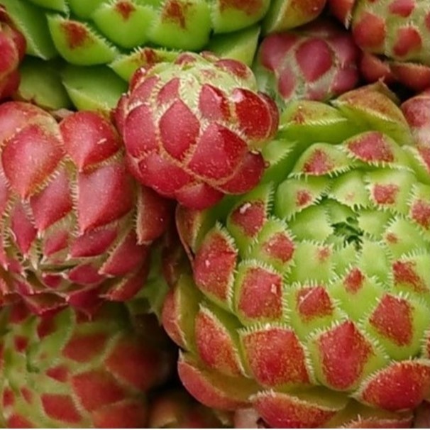 jovibarba globiferum bluete