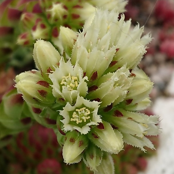 jovibarba globiferum bluete