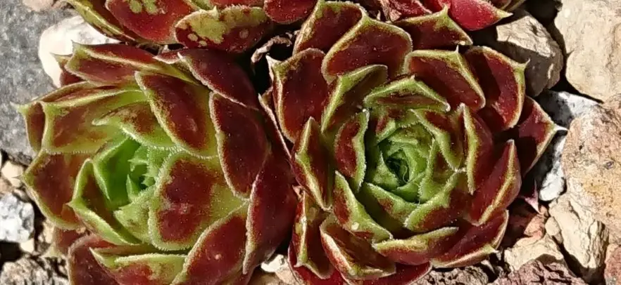 Teil 3: Jovibarba heuffelii – Meine große Liebe der Familie