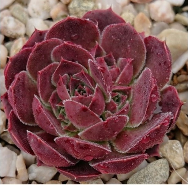 jovibarba heuffelii rosette rot