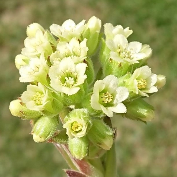 jovibarba heuffelii blüte