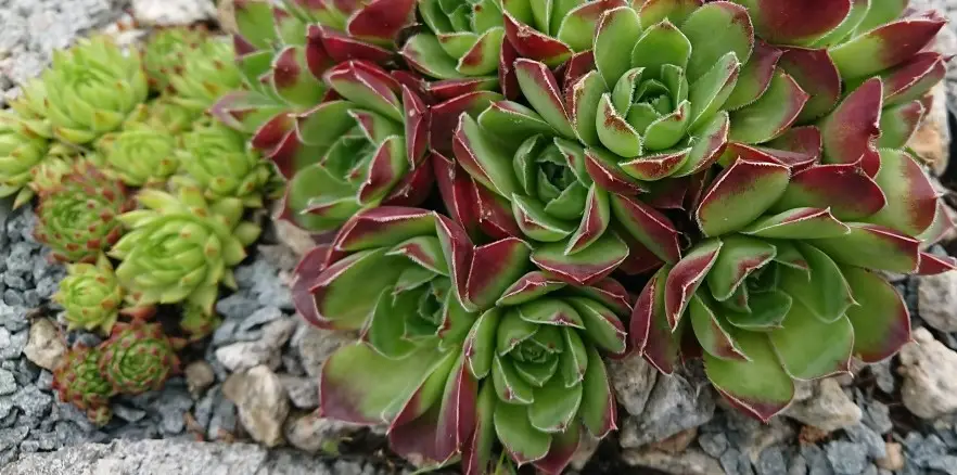 Jovibarba-Familie im Überblick – Teil 1: Die drei Klassiker