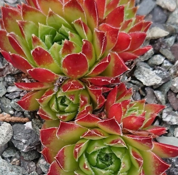 jovibarba x nixonii rosetten rot