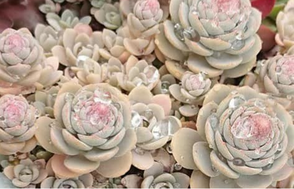 Orostachys iwarenge Rosetten im Spätsommer