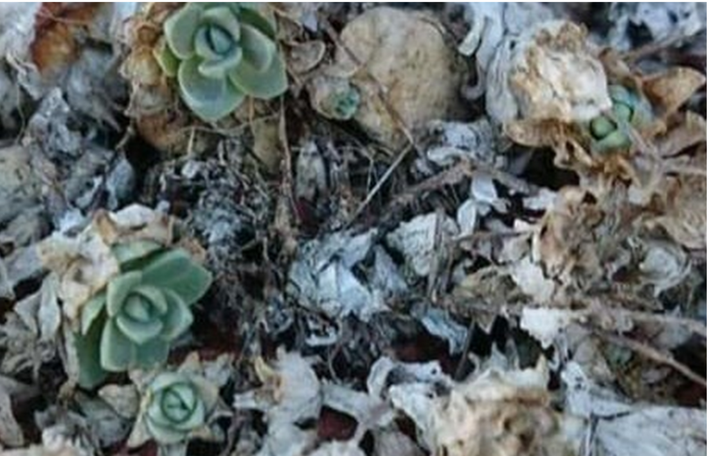 Orostachys im Winterkleid – nur noch das grüne Herz und Überwinterungsknospen sichtbar