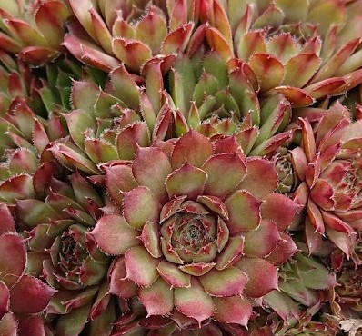 Sempervivum Bedivere Rosetten
