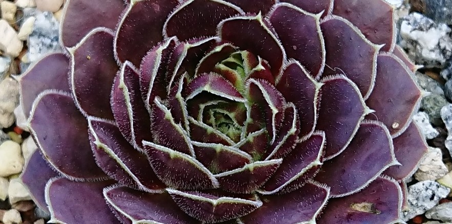 Jovibarba heuffelii: Warum nichts für Anfänger?