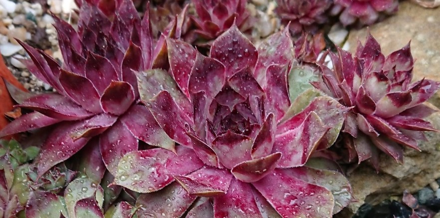 Warum gibt es bei Hauswurzen keine offiziell registrierten Sorten – und wie entsteht die riesige Vielfalt?