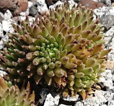 Sempervivum Basilio Röhrenrosetten