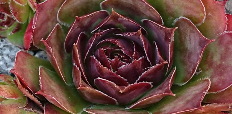 Wurzelläuse bei Sukkulenten bekämpfen