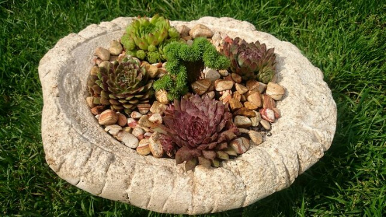 Hypertufa_Schale_bepflanzt_2015