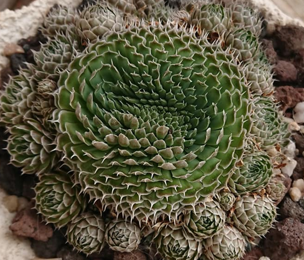 Orostachys Kindel vermehren einfach abziehen und neu einsetzen