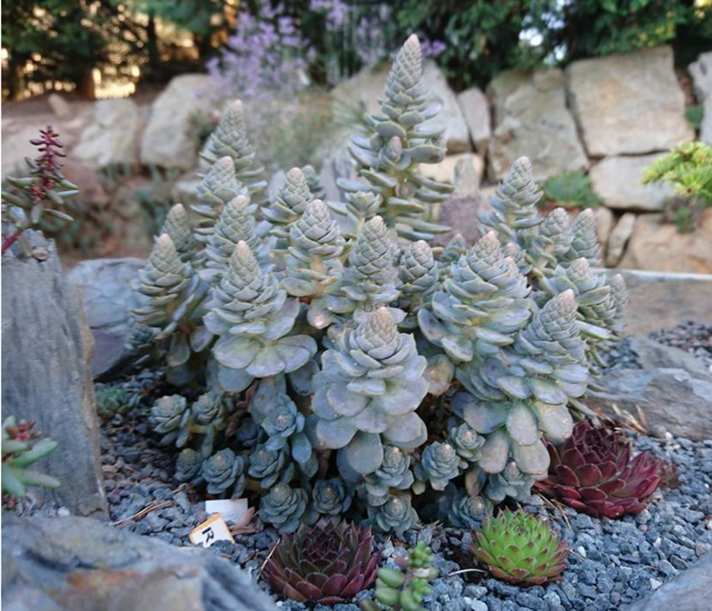 Orostachys mit blaugrauen Dunenröschen im Steingarten