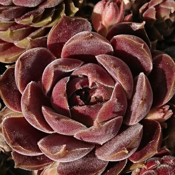 Red-Nicole-Zuechter-Andre-Smits-Sempervivum-Rote-samtige-Rosetten