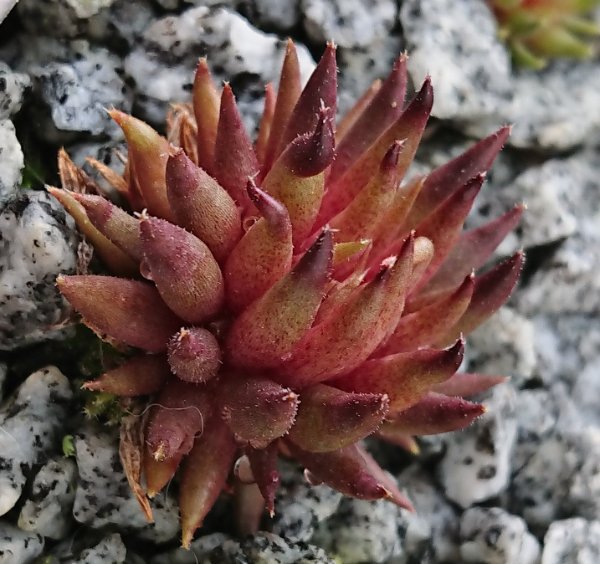 Sempervivum-Artemon