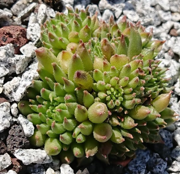 Sempervivum-Borstel