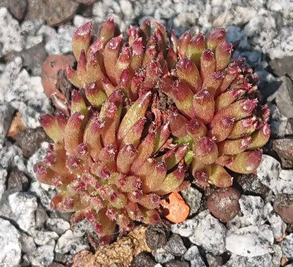 Sempervivum-Drumstick