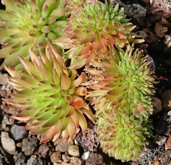 Sempervivum-Duremar