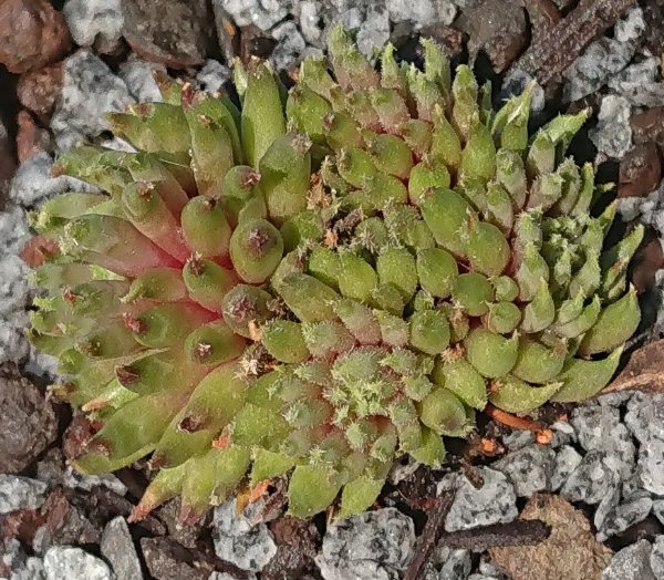 Sempervivum-Green-Sticks