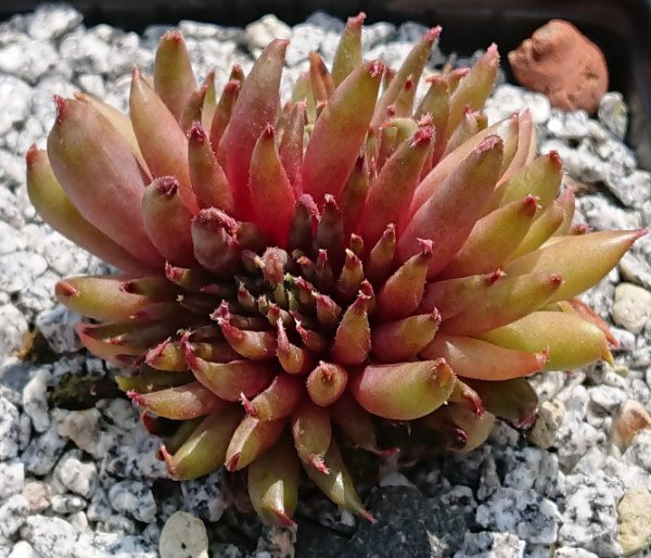 Sempervivum-Karabas