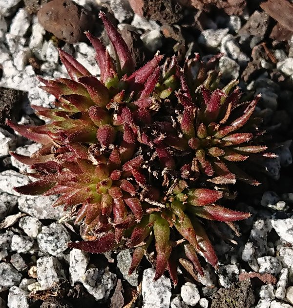 Sempervivum-Luma
