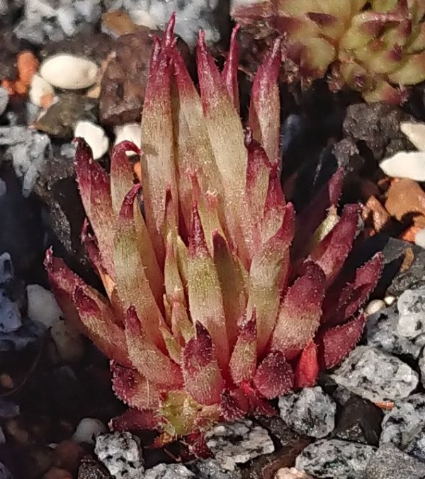 Sempervivum-Matuku