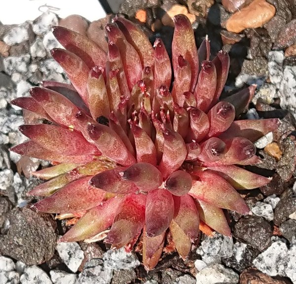 Sempervivum-Pierrot