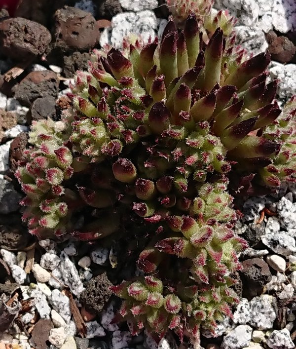 Sempervivum-Red-Sticks