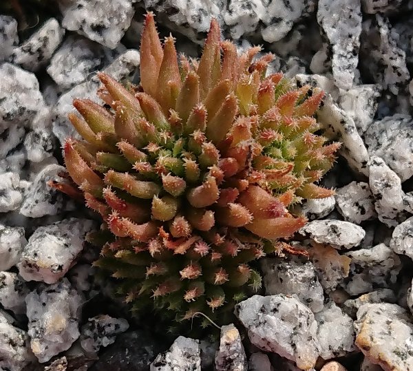 Sempervivum-Sonic
