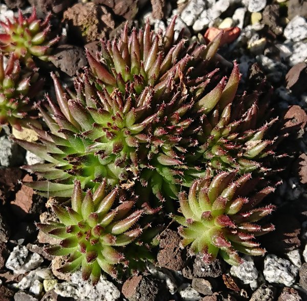 Sempervivum-Swinegel
