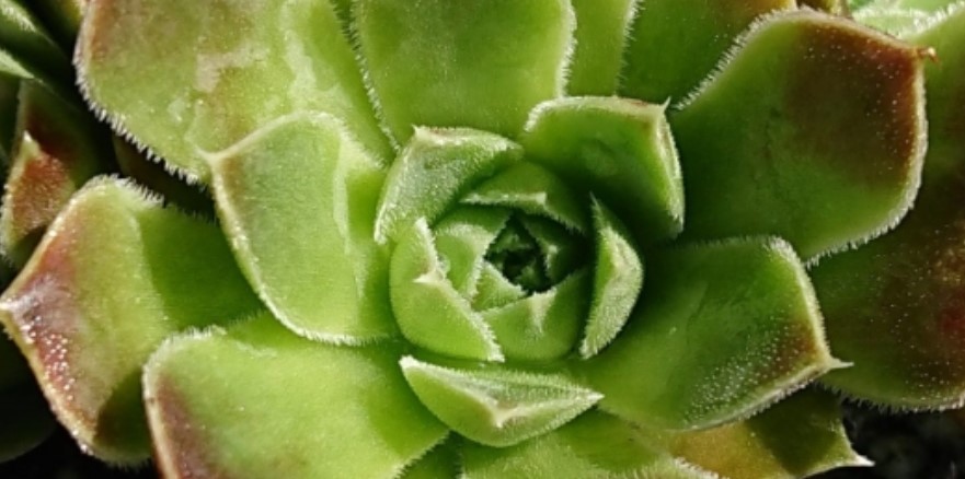 Martin Haberer & André Smits – Legenden der Hauswurz-Züchtung