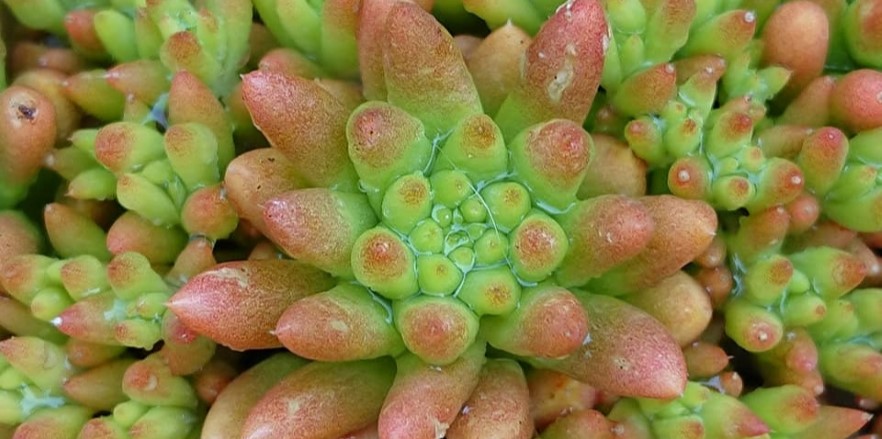 Orostachys pflegen