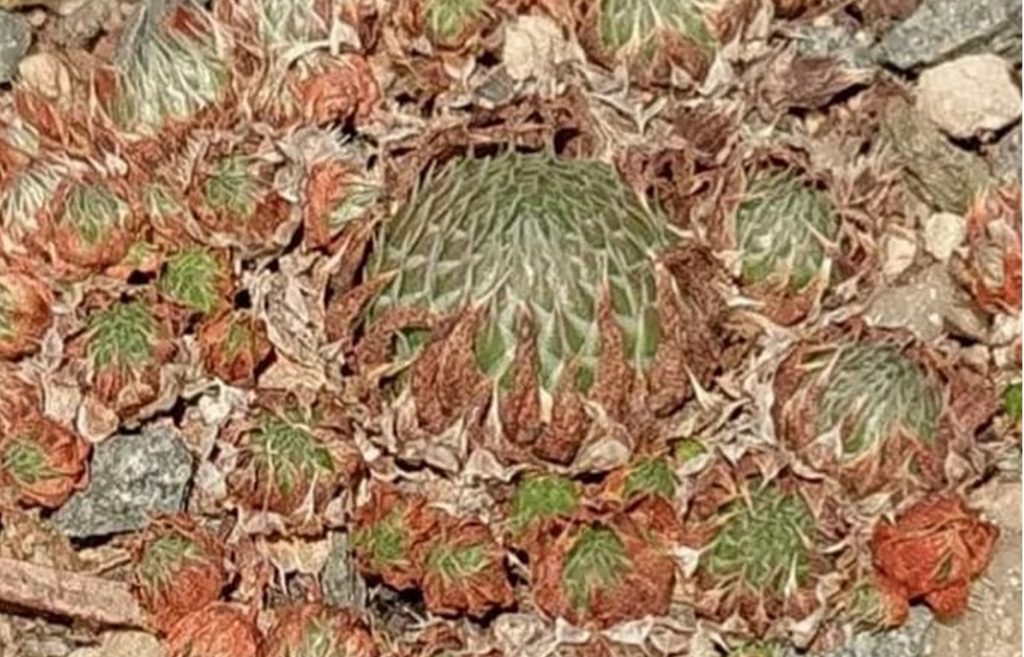 Orostachys spinosa Rosetten im Herbst – äußere Blätter werden braun