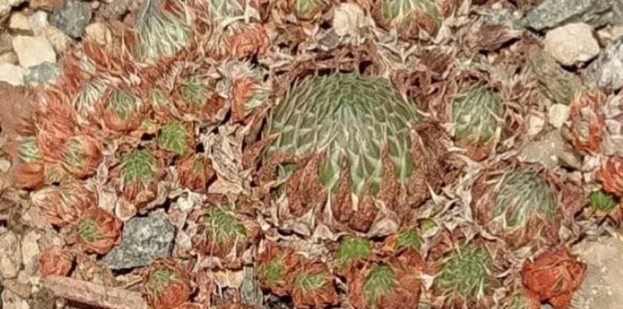 Orostachys im Winter