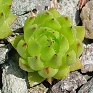 globiferum ssp. hirtum (tatrensis) from Klak