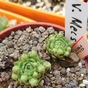 globiferum ssp. hirtum from Mecsek Mts  A