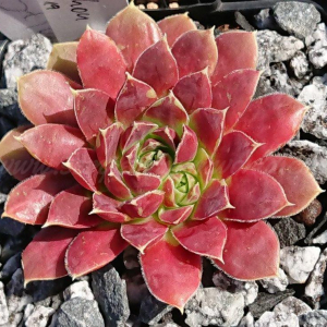 "Jovibarba heuffelii 'Xylophon' &ndash; eigene Z&uuml;chtung von Yvonne Rudolph (2018), Mutterpflanze: Schlagzeug"