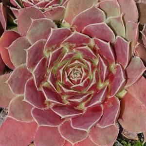 "Jovibarba heuffelii 'Xylophon' &ndash; eigene Z&uuml;chtung von Yvonne Rudolph (2018), Mutterpflanze: Schlagzeug"