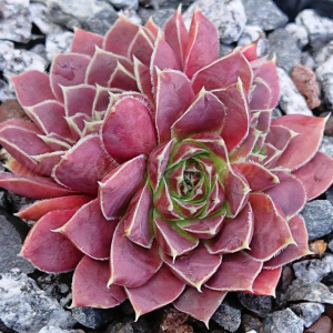 "Jovibarba heuffelii 'Xylophon' &ndash; eigene Z&uuml;chtung von Yvonne Rudolph (2018), Mutterpflanze: Schlagzeug"