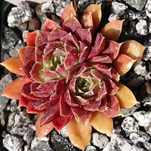 "Jovibarba heuffelii 'Xylophon' &ndash; eigene Z&uuml;chtung von Yvonne Rudolph (2018), Mutterpflanze: Schlagzeug"