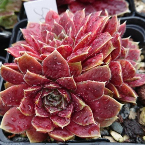 "Jovibarba heuffelii 'Xylophon' &ndash; eigene Z&uuml;chtung von Yvonne Rudolph (2018), Mutterpflanze: Schlagzeug"